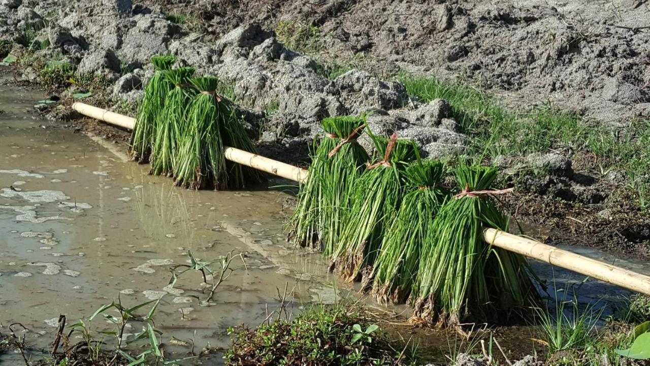 فندق I - Talay Taling Ngam Samui - เขา ป่า นา เล ตลิ่งงาม สมุย المظهر الخارجي الصورة